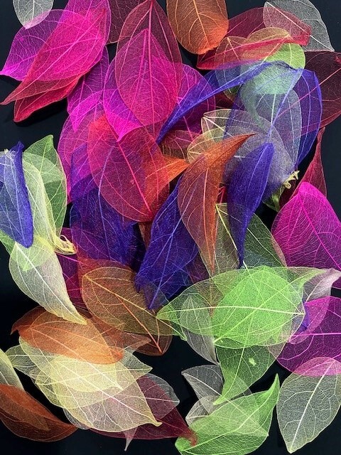 Skeleton Leaves - Coloured