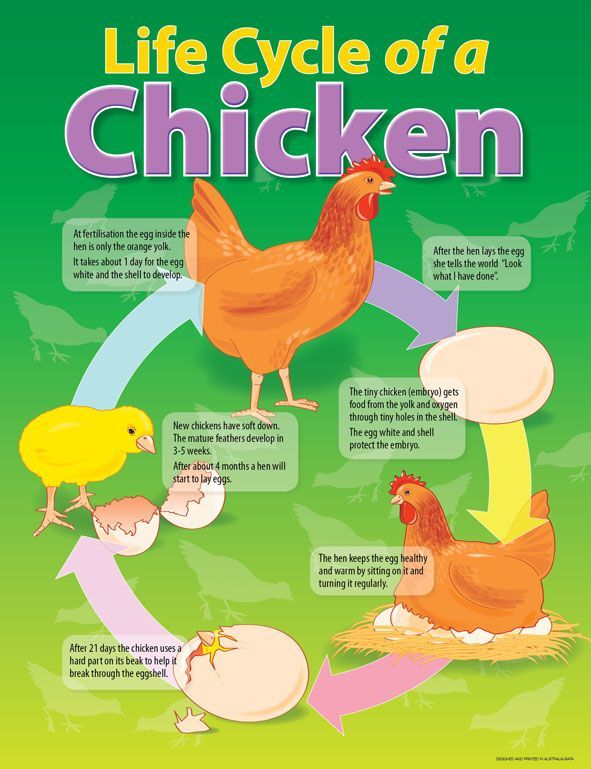 this-chart-is-of-the-life-cycle-of-a-chicken