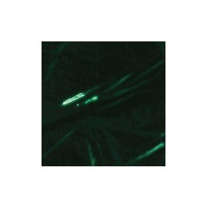 Rainbow Cellophane Sheets Green