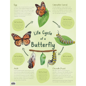 Australian Teaching Aids Ife Cycle of a Butterfly Chart 