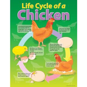Australian Teaching Aids Life Cycle of a Chicken Chart