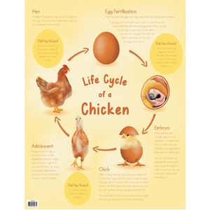Australian Teaching Aids Chart - Life Cycle of a Chicken 