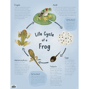 ATA Life Cycle of a Frog Educational Chart