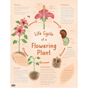 Australian Teaching Aids Chart - Life Cycle Of A Flowering Plant