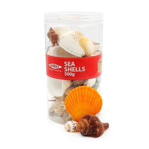 Seashells Assorted Colours & Sizes