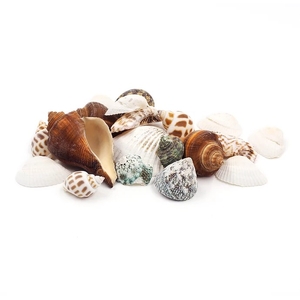 Arbee Seashells Assorted Colours & Sizes 45g