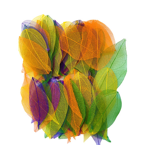 Zart Skeleton Leaves - Coloured